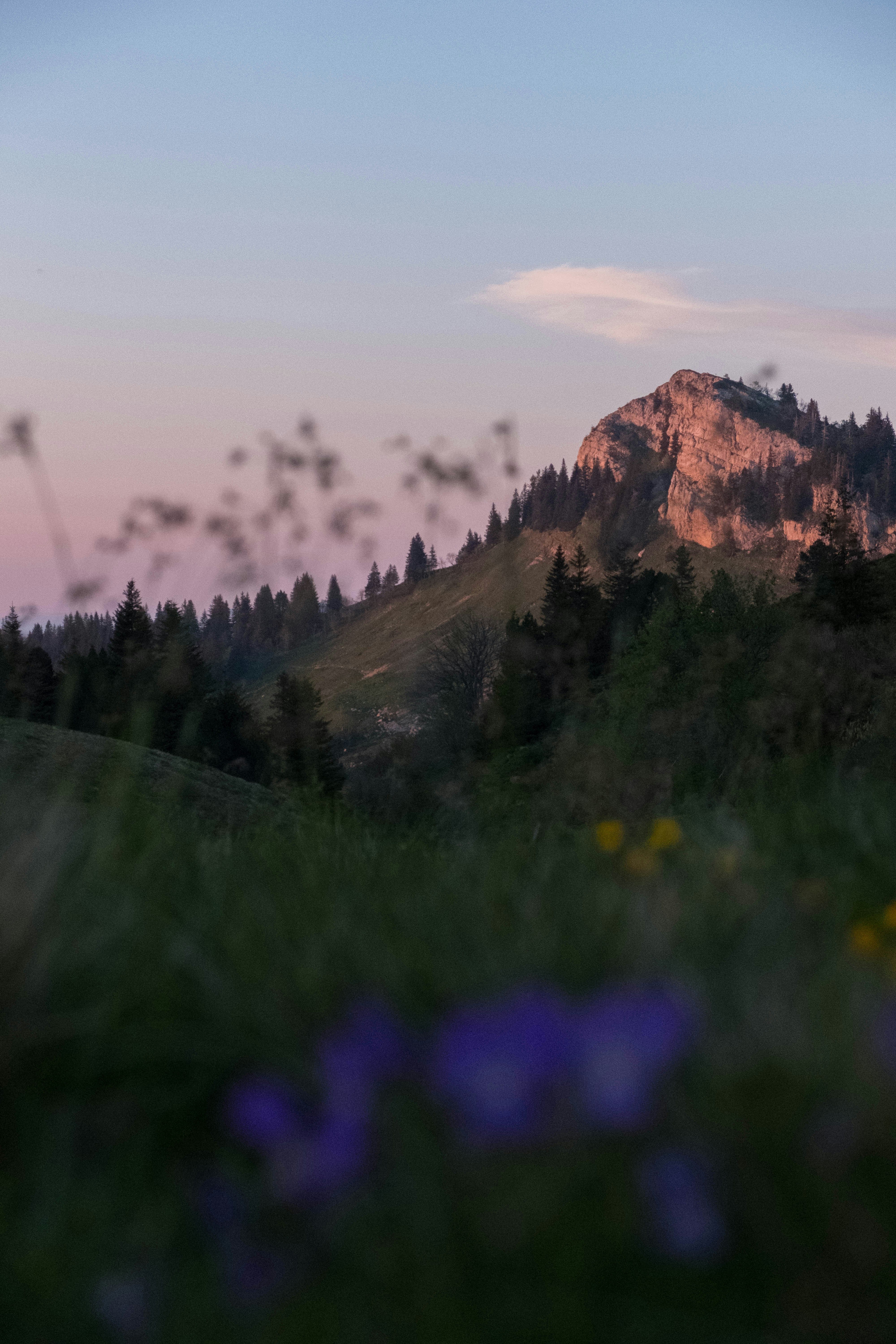 purple flower field near brown mountain during daytime